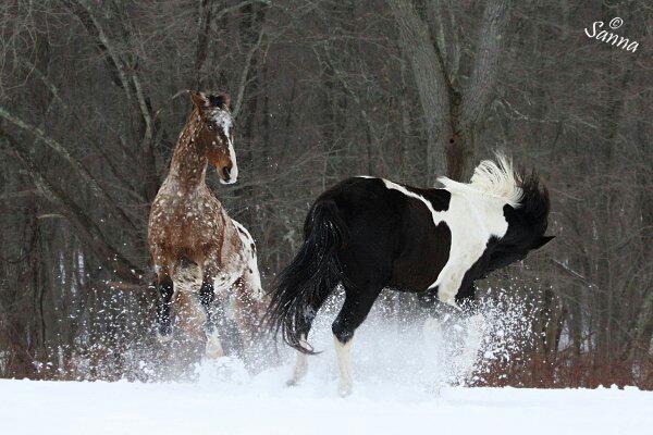 Horses Eating Grass